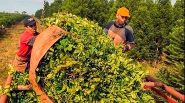 Argentina exportará yerba mate a India por primera vez