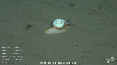 ¿Apareció "Gary"? El Caracol Hallado por el CONICET a 3.665 Metros de Profundidad Causa Furor en Redes