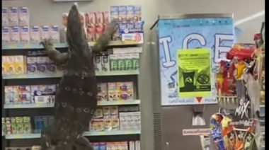 Un lagarto se metio en un Supermercado