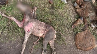 Hallan Caballos Descuartizados en Mar del Plata y Sospechan de Faena Clandestina