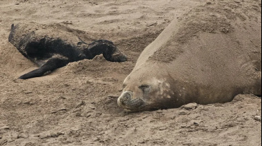 Nacimiento inédito: elefante marino dio a luz en Puerto Quequén
