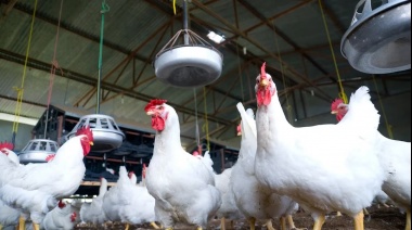 Detectan el primer caso de gripe aviar en Mar del Plata