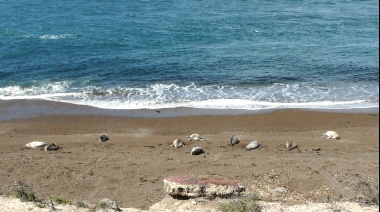 Alerta por nacimientos de elefantes marinos en la costa bonaerense: Peligros y recomendaciones