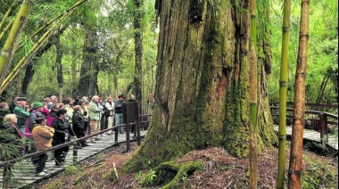 Un Tesoro Natural: El Árbol Más Viejo de Argentina Que Superó Volcanes e Incendios