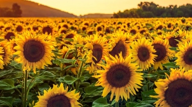 Senasa Declara Alerta Fitosanitaria para Prevenir Plaga en Cultivo de Girasol
