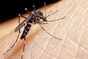 Dengue: son casi 67 mil los casos en la provincia y hay brotes en 54 distritos