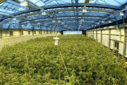 Las ventajas que tienen las casas construidas con cannabis