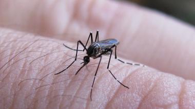 Dengue: los casos crecieron 66%, hay 25 municipios en brote y ya circula en el interior