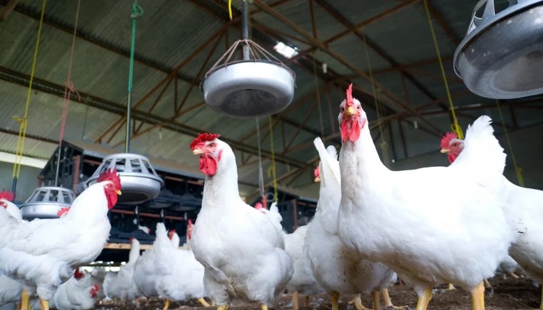 Detectan el primer caso de gripe aviar en Mar del Plata