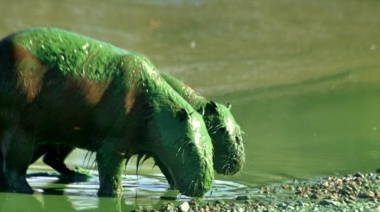 Ambientalistas exigen acciones contundentes para erradicar la contaminación en el río Uruguay