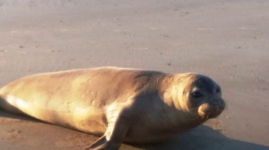 Nace un Elefante Marino en la Costa Bonaerense: Un Hecho Raro que Demandó Precauciones