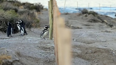Veredicto Contra Ricardo La Regina por Matanza de Pingüinos en Punta Tombo se Conoce Este Jueves