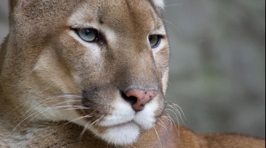 Seis pumas rescatados del tráfico ilegal de fauna fueron trasladados a Uruguay para su conservación