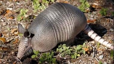 Logros y desafíos para el 2025 en la protección animal y ambiental en Argentina