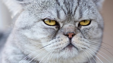 Día del Gato: ¿por qué se celebra el 20 de febrero?