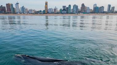 Presentan Guía De Mamíferos Marinos Y Propuesta De Avistaje De Ballena Franca Austral