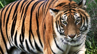 ¿Cuántas rayas tienen los tigres?