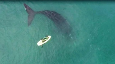 El Avistaje de Ballenas en la Costa Bonaerense