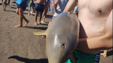 Otra tragedia en la costa: murió un delfín franciscana tras ser sacado del agua para fotos