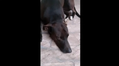 Conmoción en Necochea: Hallan perro torturado y prendido fuego en el Barrio 9 de Julio