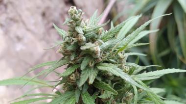 ¿Por que hoy es el Día Mundial de la Marihuana?