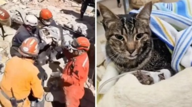 Rescatan a la Gatita de Nahuel Stefanic entre los Escombros del Hotel Dubrovnik en Villa Gesell