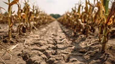 Lluvias revitalizan el campo y mejoran las perspectivas para las campañas de trigo y soja
