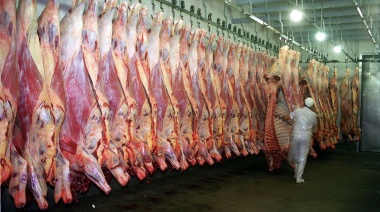 Preocupación en el Sector Vacuno: Fuerte Caída de las Exportaciones de Carne en el Primer Trimestre de 2025