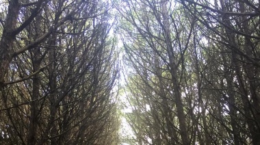 Pronóstico Del Clima Para Necochea y Quequén Este Viernes: Fresco Con Vientos Y Máxima De 15°C
