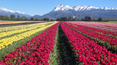 Habilitan paseos en globo aerostático sobre campos de tulipanes en la Patagonia