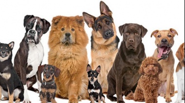 ¿Por qué hoy se celebra en Argentina el Día Nacional del perro?