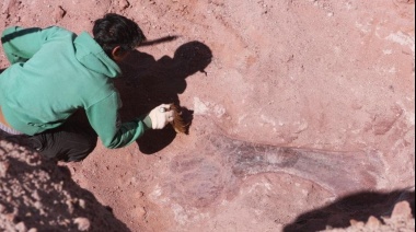 Descubren un nuevo dinosaurio en Neuquén, el Ninjatitan Zapatai
