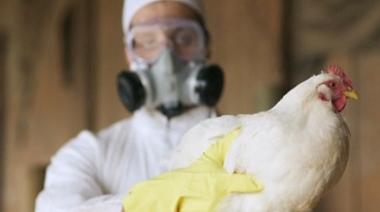 Gripe aviar: más del 90% de los focos está cerrado y se espera la reapertura de los mercados