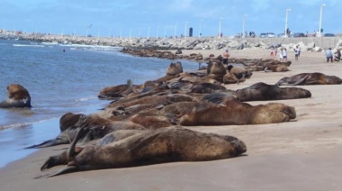 Lobos marinos: aseguran que "nunca antes se vio" una afectación de esta magnitud