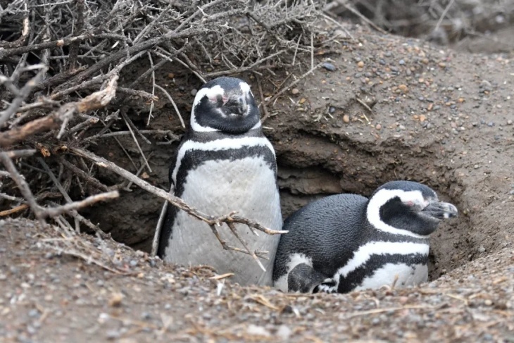 Pingüinos cuidando su nido