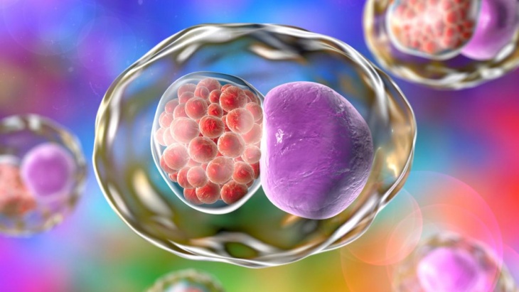 bacteria Chlamydia trachomatis 