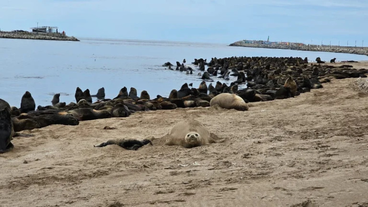 Nace un elefante marino en la costa del Río Quequén.