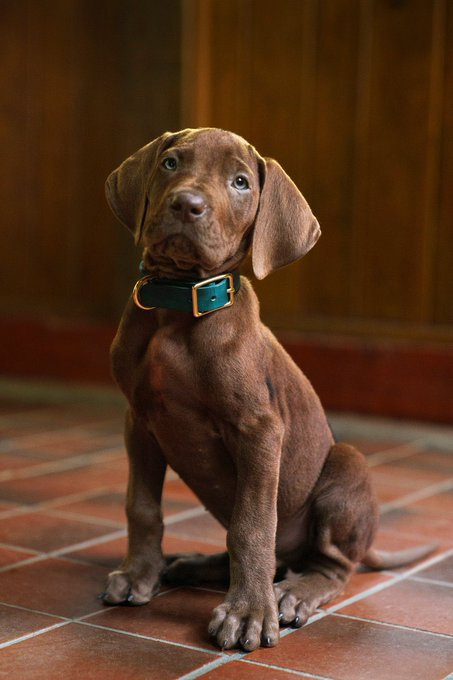 Scooby Doo