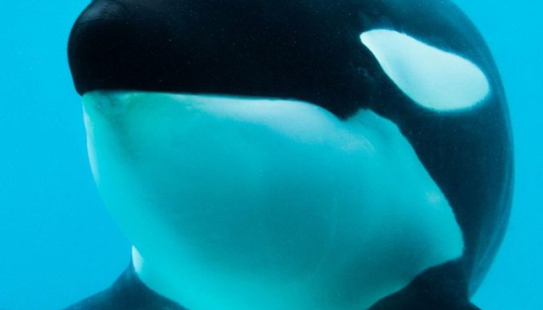 Murió Kshamenk, la única orca en cautiverio de Argentina