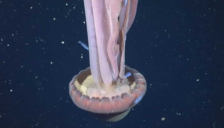 El "fantasma" de 11 metros: el asombroso hallazgo del Conicet en las profundidades del Mar Argentino