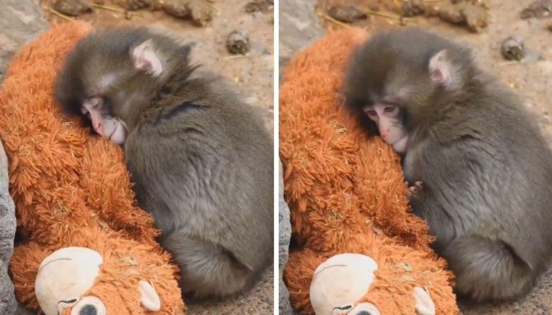 Punch, el mono bebé que enterneció al mundo con su abrazo a un peluche