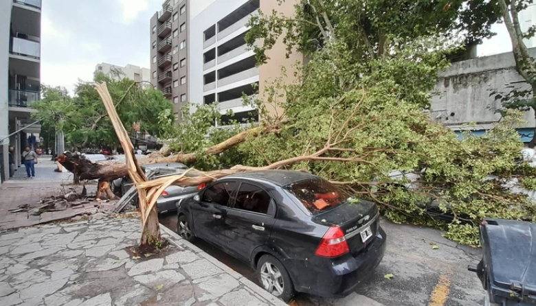 El fuerte temporal también causó estragos en Mar del Plata: árboles caídos, techos volados y sin clases