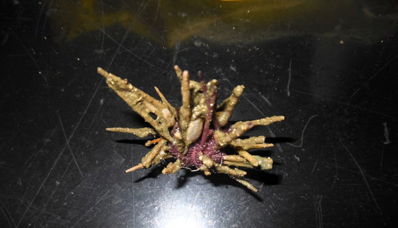 Científicos argentinos descubrieron una nueva especie de erizo