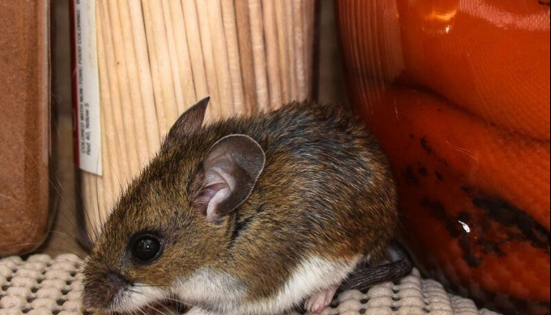 Francia confirmó un caso de "variante andina" de Hantavirus tras el brote en el crucero