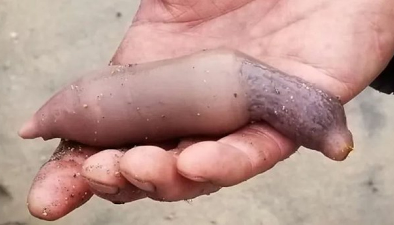 El ciclogénsis arrastró miles de "peces pene" a las playas de Chubut
