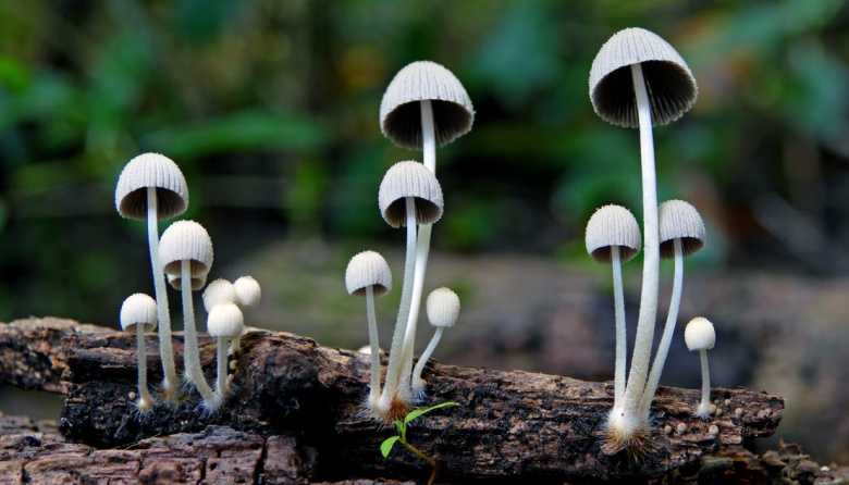 Un medicamento natural sería eficaz para tratar la adicción a la cocaína