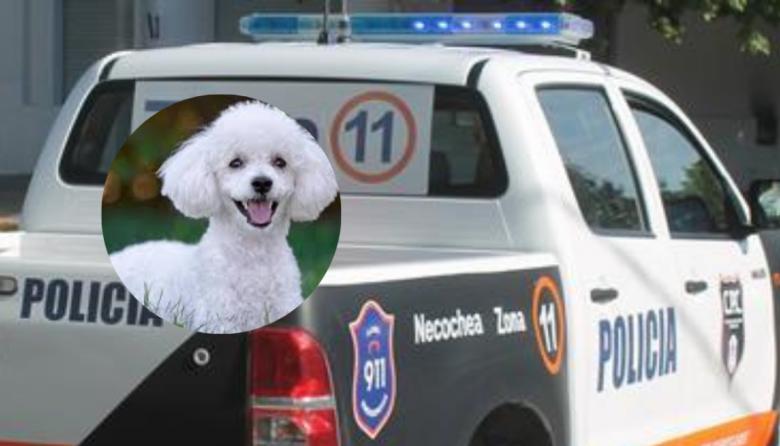 Final feliz para "Lola": Recuperan a la caniche robada y hay un detenido