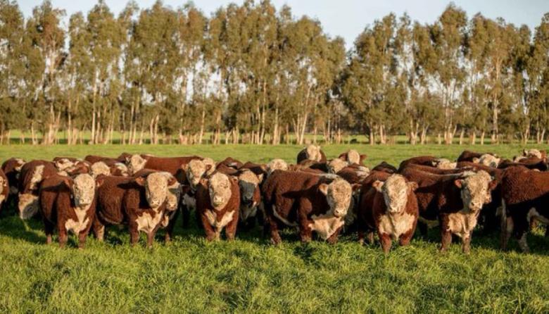 La faena vacuna cayó a niveles históricos y el consumo por habitante sigue en picada