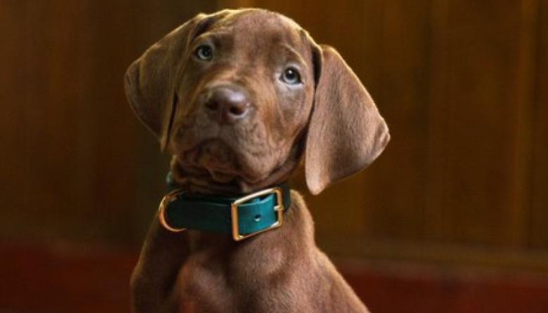 Netflix presentó "Scooby Doo: el origen", la nueva serie live-action del clásico animado