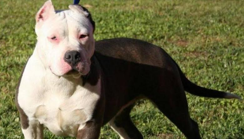 Imputaron por homicidio culposo a la dueña del pitbull que mató a un nene de 3 años